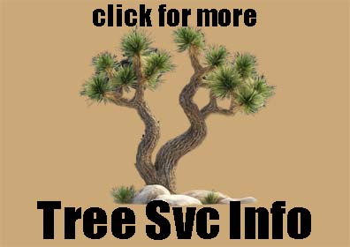 <Home Services For You has the highest rated Arborists and Tree Service Specialists that involve the care and maintenance of your trees.  Our certified professionals handle activities like pruning, fertilization, pest control, and removal. Other services include detailed health assessments, structural support (like cabling and bracing), planting guidance, and emergency storm cleanup, all aimed at improving your tree health, safety, and appearance.>
